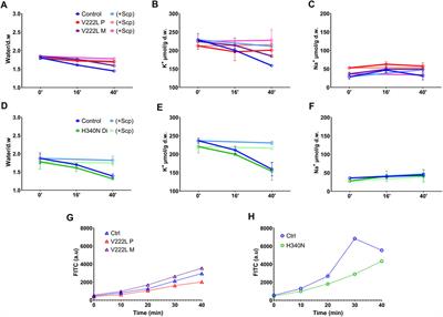 New KCNN4 Variants Associated With Anemia: Stomatocytosis Without Erythrocyte Dehydration